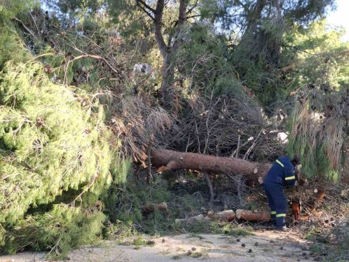 Πεύκο 20 μέτρων έριξε ο αέρας στην Τ.Κ. Ελλοπίας
