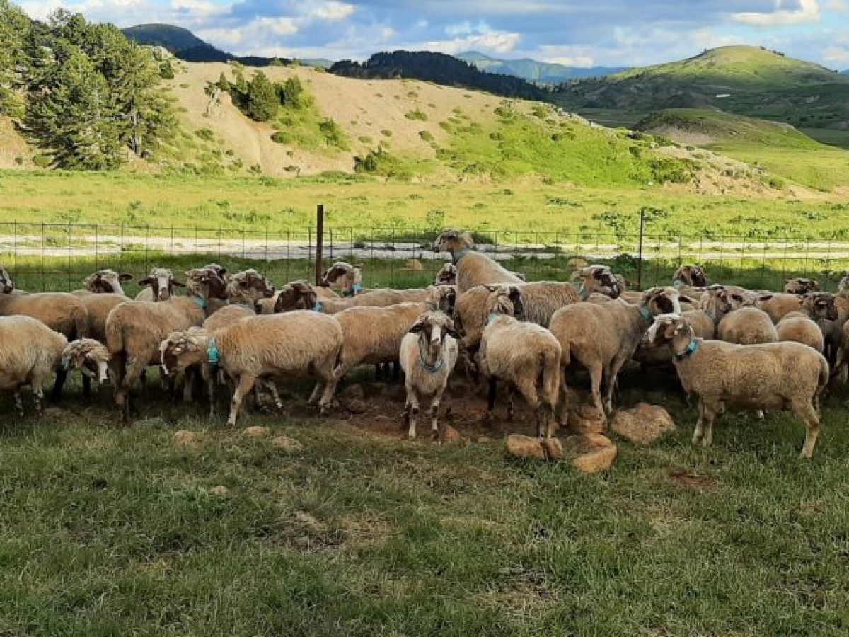 Περιφέρεια Ηπείρου: Ενημέρωση για τον Καταρροϊκό Πυρετό των προβάτων και τα μέτρα προστασίας