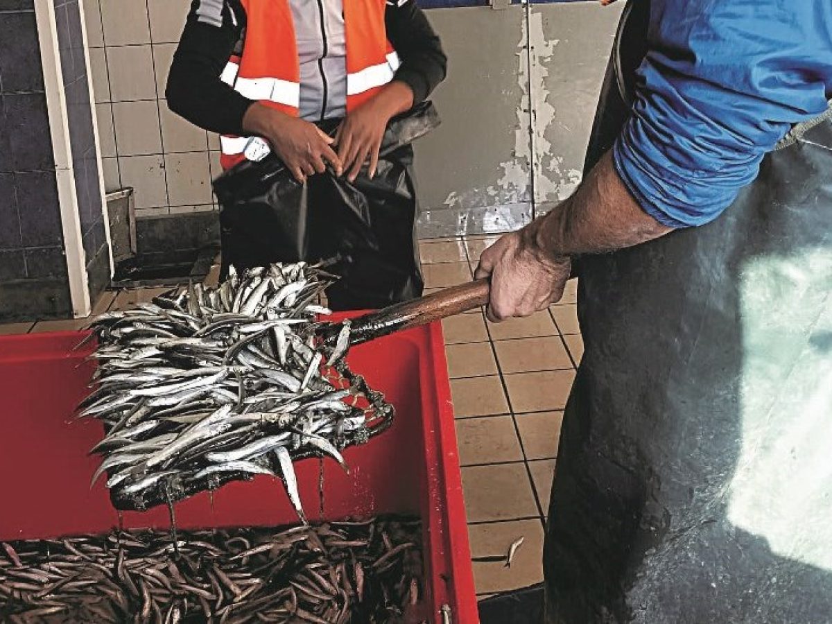 Περιφέρεια ΑΜΘ: «Πράσινο φως» για χρηματοδότηση 455.500 € στην Αλιεία και Υδατοκαλλιέργεια με δράσεις καινοτομίας και εξωστρέφειας