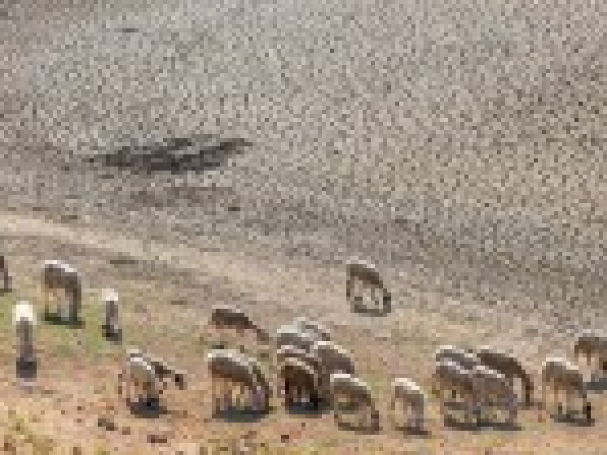 Πιερία: Αυτοκτόνησε κτηνοτρόφος που θανατώθηκε το κοπάδι του λόγω ευλογιάς