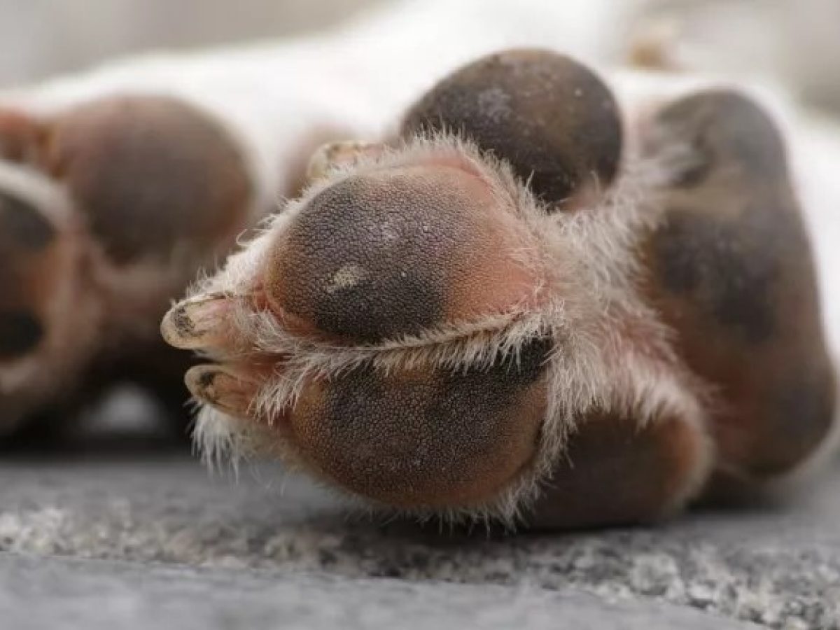 Πυργάκι Τριφυλίας: Κρέμασαν σκύλο από δέντρο – Έκκληση για πληροφορίες