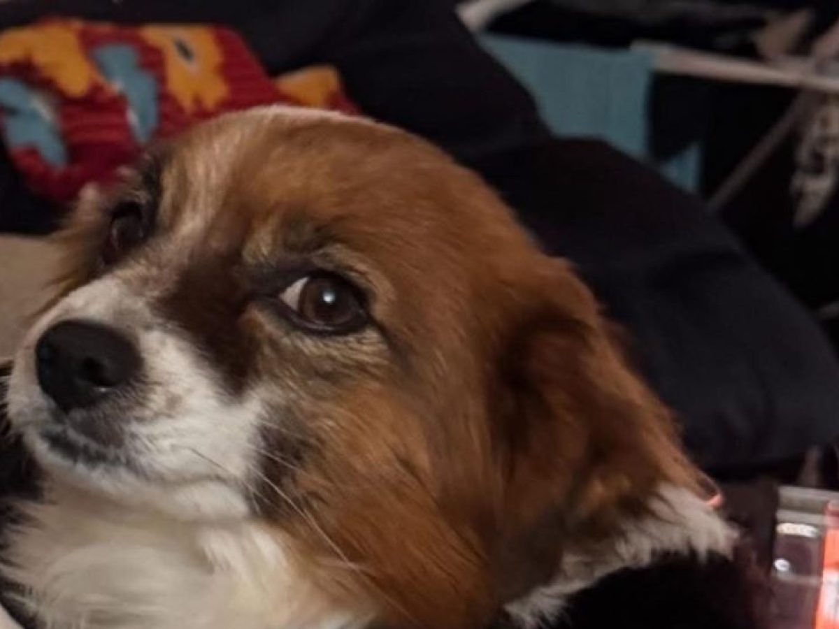 Πύργος: Δηλητηρίασαν σκύλο και τον πέταξαν σε ρέμα