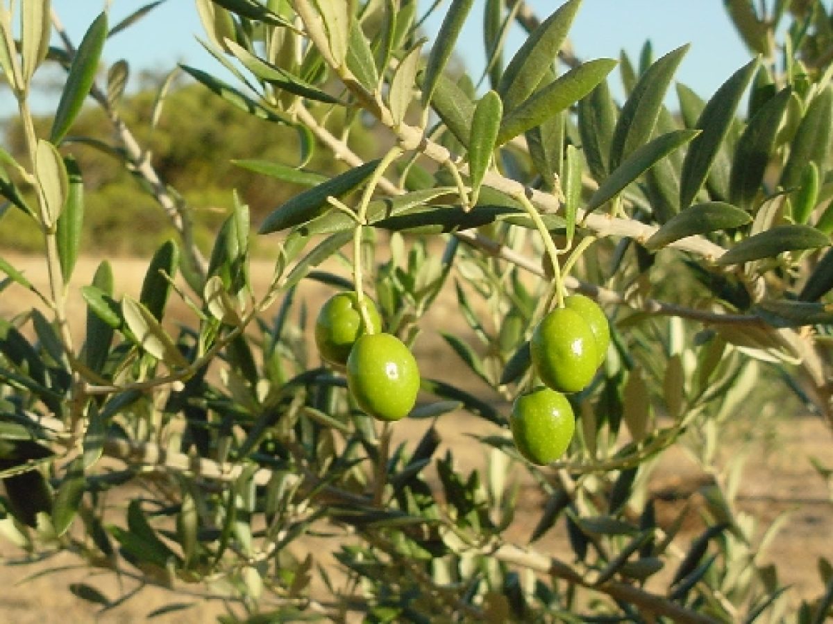 Πολυθεματικό συνέδριο με θέμα «Ελαιοκομικός Τομέας: Προβλήματα και Προοπτικές»