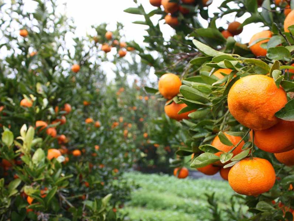 Πουλάς: Ανεπαρκής και προσχηματική η απάντηση της Κυβέρνησης για την καταστροφή της κλημεντίνης στην Αργολίδα