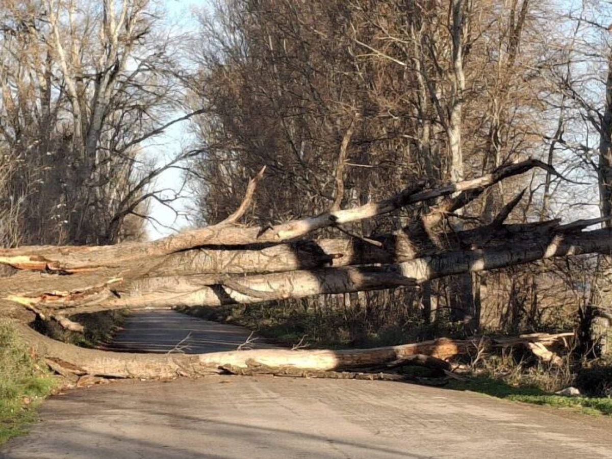 Πτώσεις δένδρων λόγω μποφόρ έκλεισαν το δρόμο Αλιάρτου-Ορχομενού