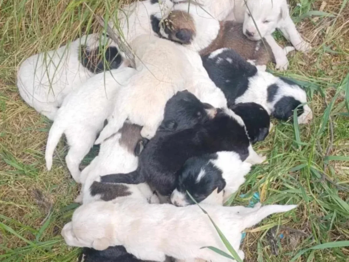 Ρέθυμνο: Αδιανόητη κτηνωδία στο δήμο Αμαρίου – Σκότωσαν 17 κουτάβια