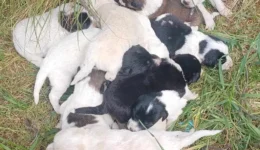 rethimno-Αdianoiti-ktinodia-sto-dimo-2