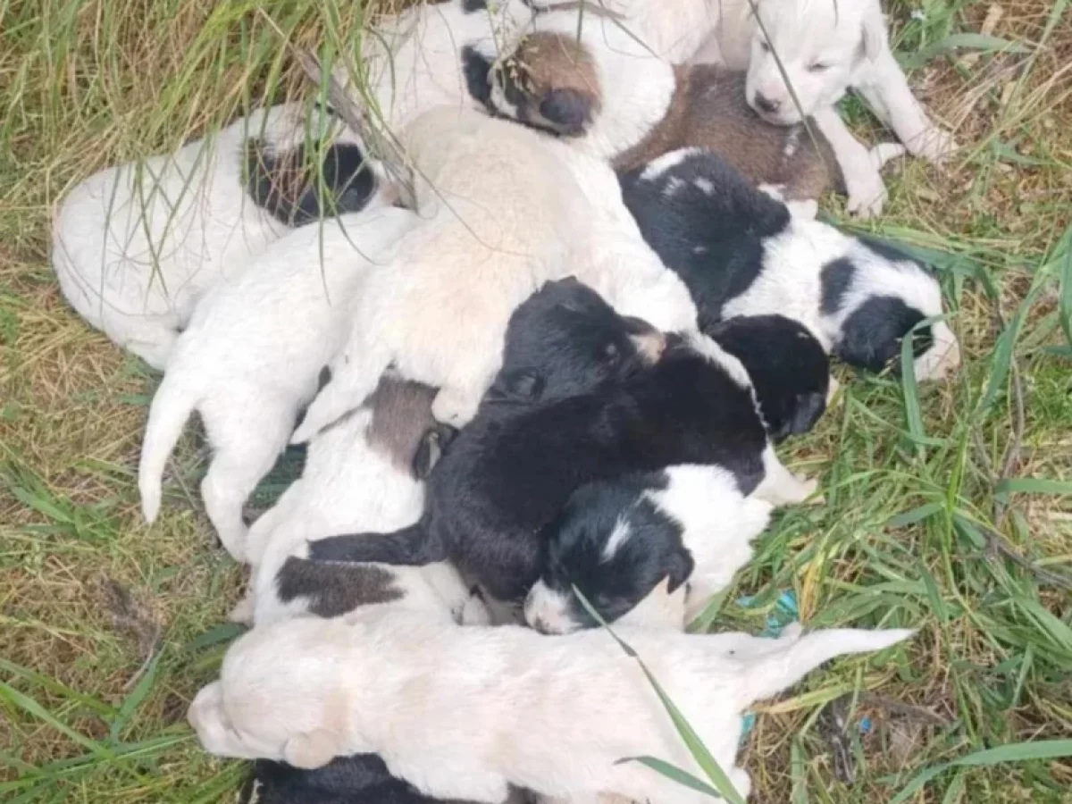 Ρέθυμνο: Αδιανόητη κτηνωδία στο Δήμο Αμαρίου – Σκότωσαν 17 κουτάβια