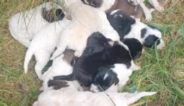 rethimno-Αdianoiti-ktinodia-sto-dimo-3