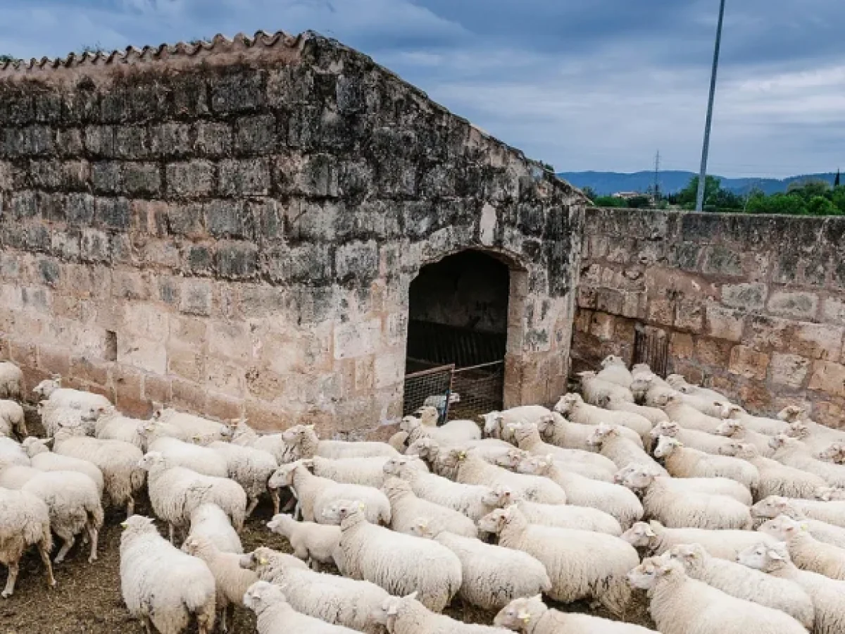Σε κρίσιμο σημείο η κτηνοτροφία σε Γρεβενά και Δυτική Μακεδονία λόγω της ευλογιάς αιγοπροβάτων