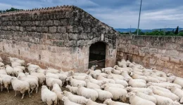 se-krisimo-simio-i-ktinotrofia