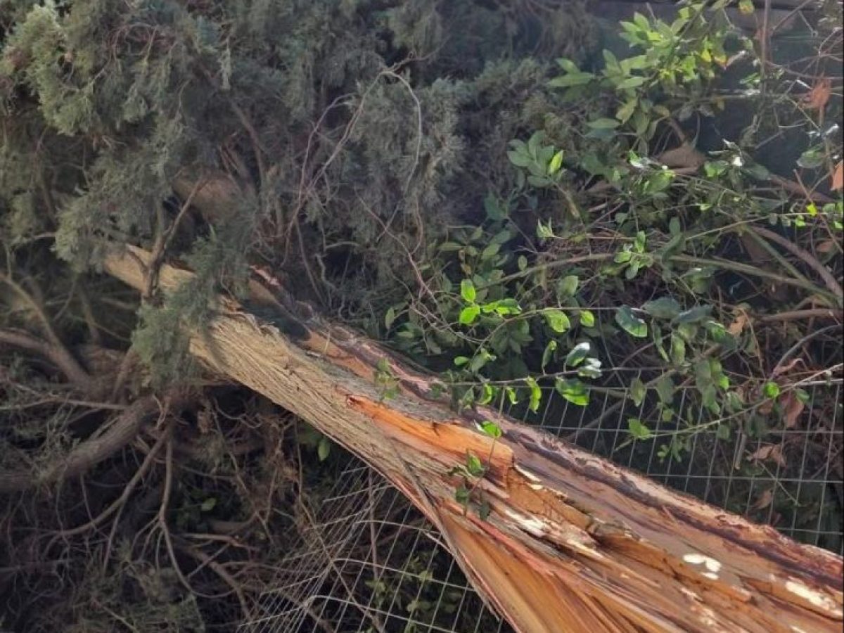 Σφοδροί άνεμοι στη Βόρεια Κυνουρία – Έπεσαν δέντρα στο Παράλιο Άστρος