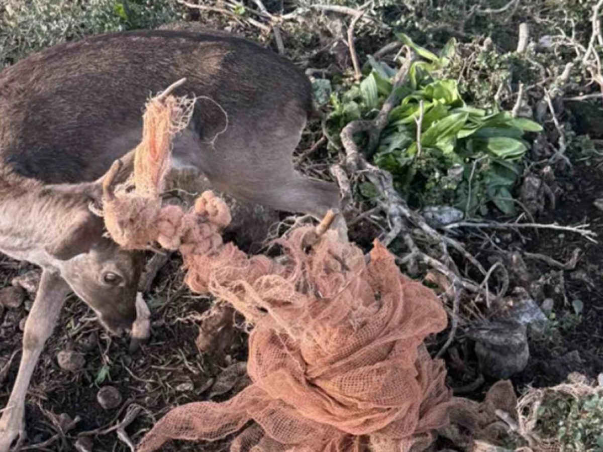 Συγκλονιστική στιγμή: Εναερίτες της Κρήτης σώζουν το σύμβολο της Ρόδου!