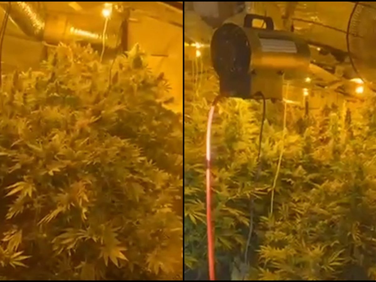 «Συκωταριά» και «μπιτόνια λάδι»: Οι διάλογοι που «έκαψαν» τη σπείρα που διακινούσε κάνναβη στη Ρόδο