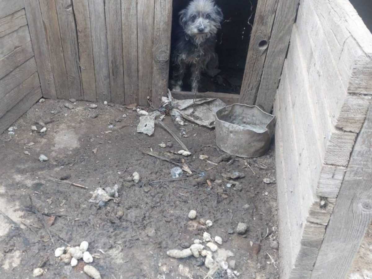 Σύλληψη για κακοποίηση πέντε ζώων στην Κίσσαμο Χανίων