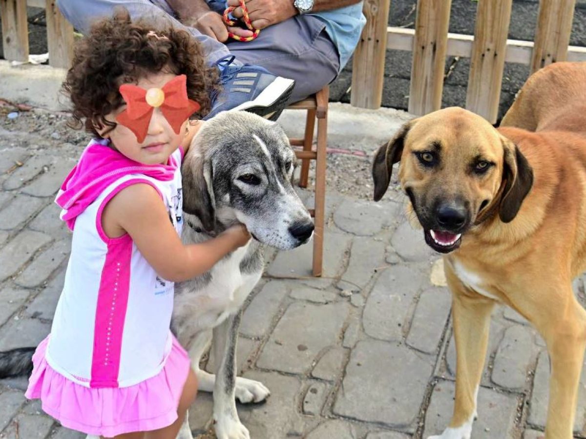 Σύλλογος Ελπίδα: Την Κυριακή 4/1 στη Νέα Μάκρη η πρώτη Ημέρα Υιοθεσίας για το 2026