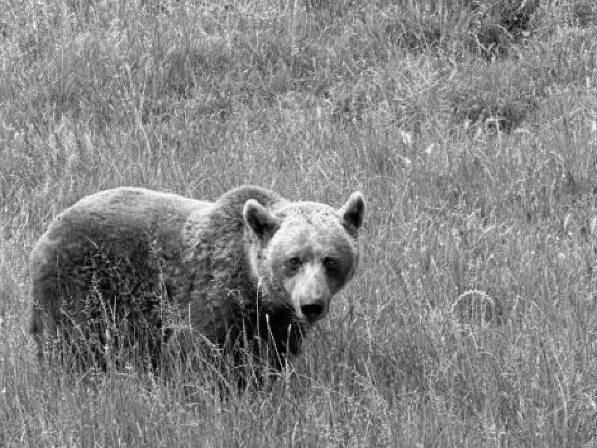Συνάντηση Διαβούλευσης για την Δημιουργία της «Κοινότητας Έξυπνης Συνύπαρξης με την Αρκούδα»