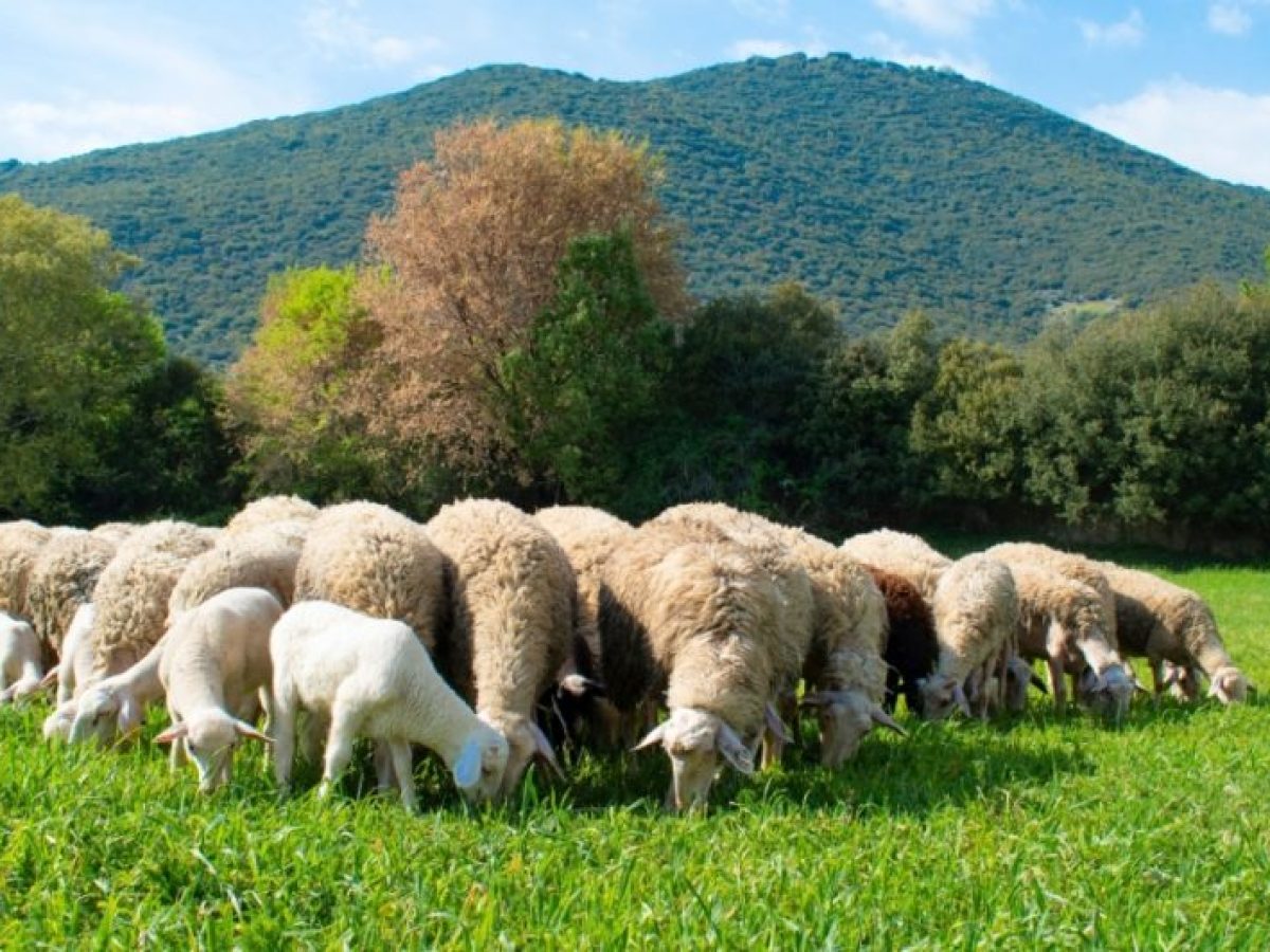 Σύσταση της Δ/νσης Κτηνιατρικής για τον εμβολιασμό των ζώων για τον καταρροϊκό πυρετό