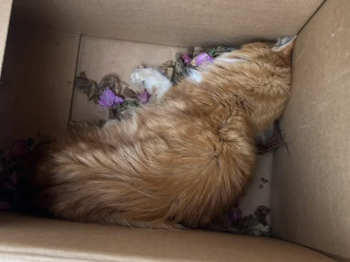 Σοκ στη Βούλα: Πέθανε η γατούλα που πέταξαν κλεισμένη σε κούτα, στα σκουπίδια