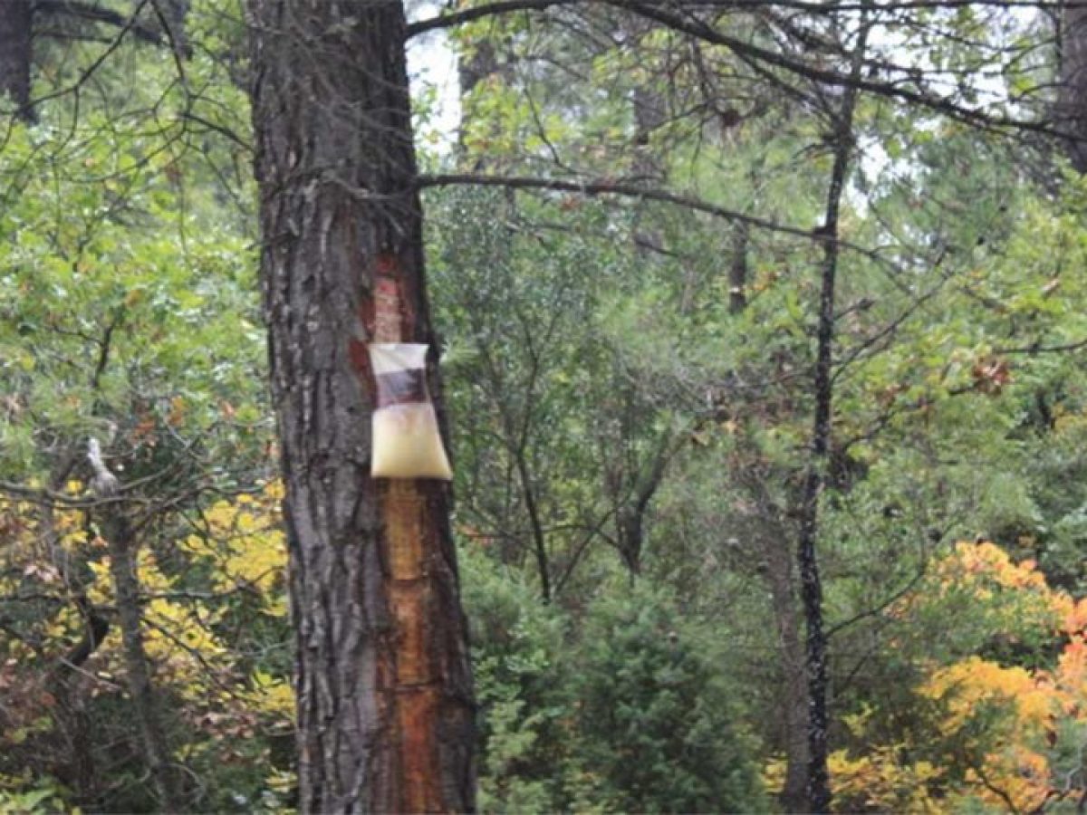 Σωματείο Ρητινοκαλλιεργητών – Δασεργατών Eύβοιας: Απαιτούμε προστασία, υποδομές και αναγνώριση επικινδυνότητας