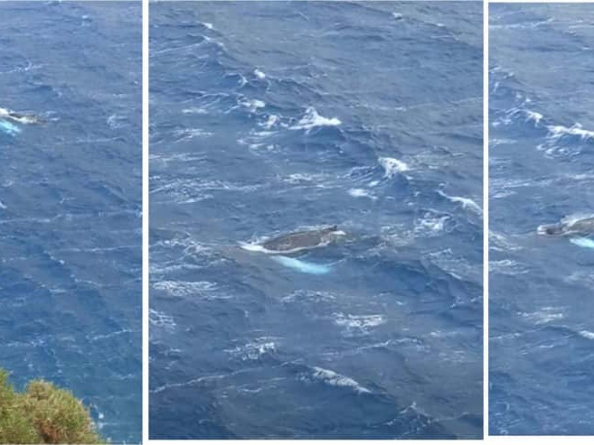 Σπάνια εμφάνιση θαλάσσιου κήτους στον κόλπο των Αργινωντών Καλύμνου (video)