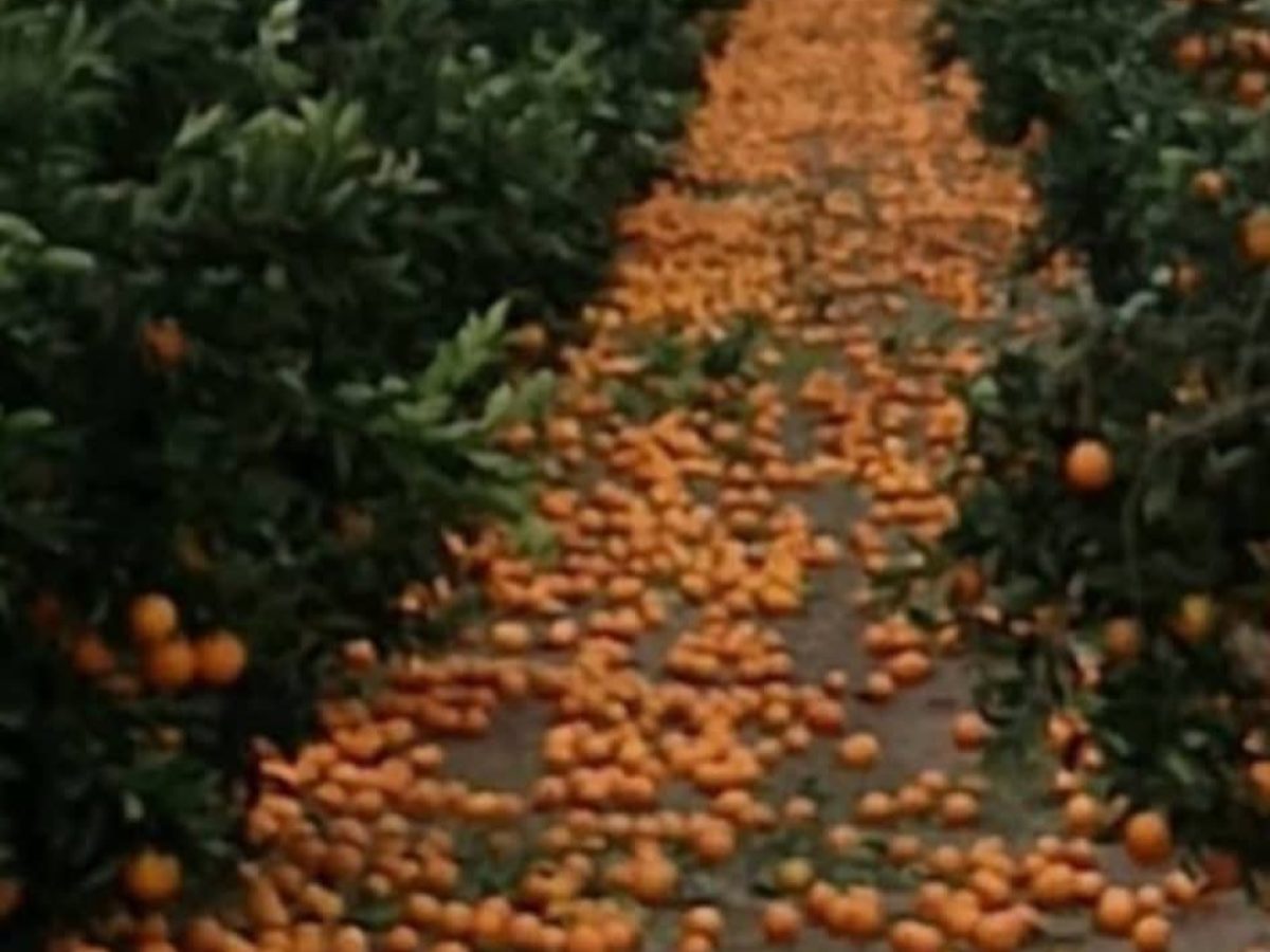 Στο έλεος της κακοκαιρίας πολλές καλλιέργειες σε Αγ. Γεώργιο, Ευηνοχώρι και Οινιάδες