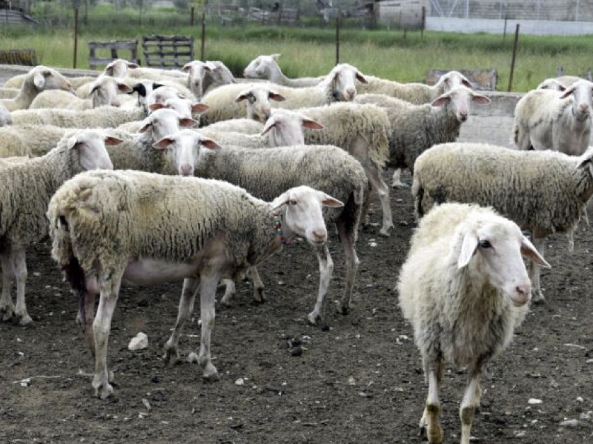 «Ταφόπλακα» σε κτηνοτρόφο – Αντί για αποζημίωση, του έριξαν πρόστιμο 12.000 ευρώ