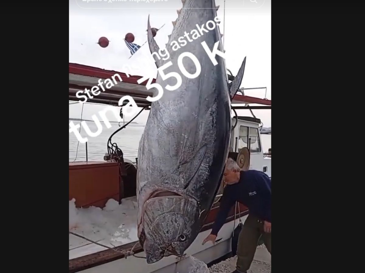 Τεράστιος τόνος βάρους 350 κιλών αλιεύθηκε στον Αστακό (video)