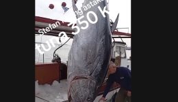 terastios-tonos-varous-350-kilon