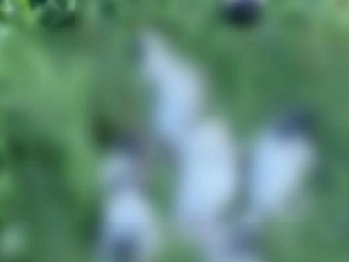 Θανατώθηκαν 17 κουτάβια σε περιοχή του Ρεθύμνου