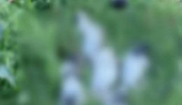 thanatothikan-17-koutavia-se-periochi