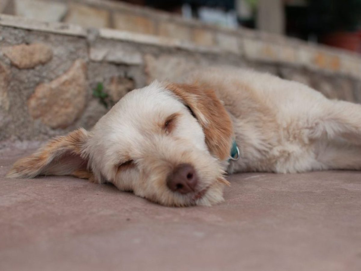 Θεσσαλονίκη: Διανομές ζωοτροφών για τα αδέσποτα από τον δήμο Ωραιοκάστρου