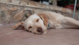 thessaloniki-dianomes-zootrofon-gia-ta