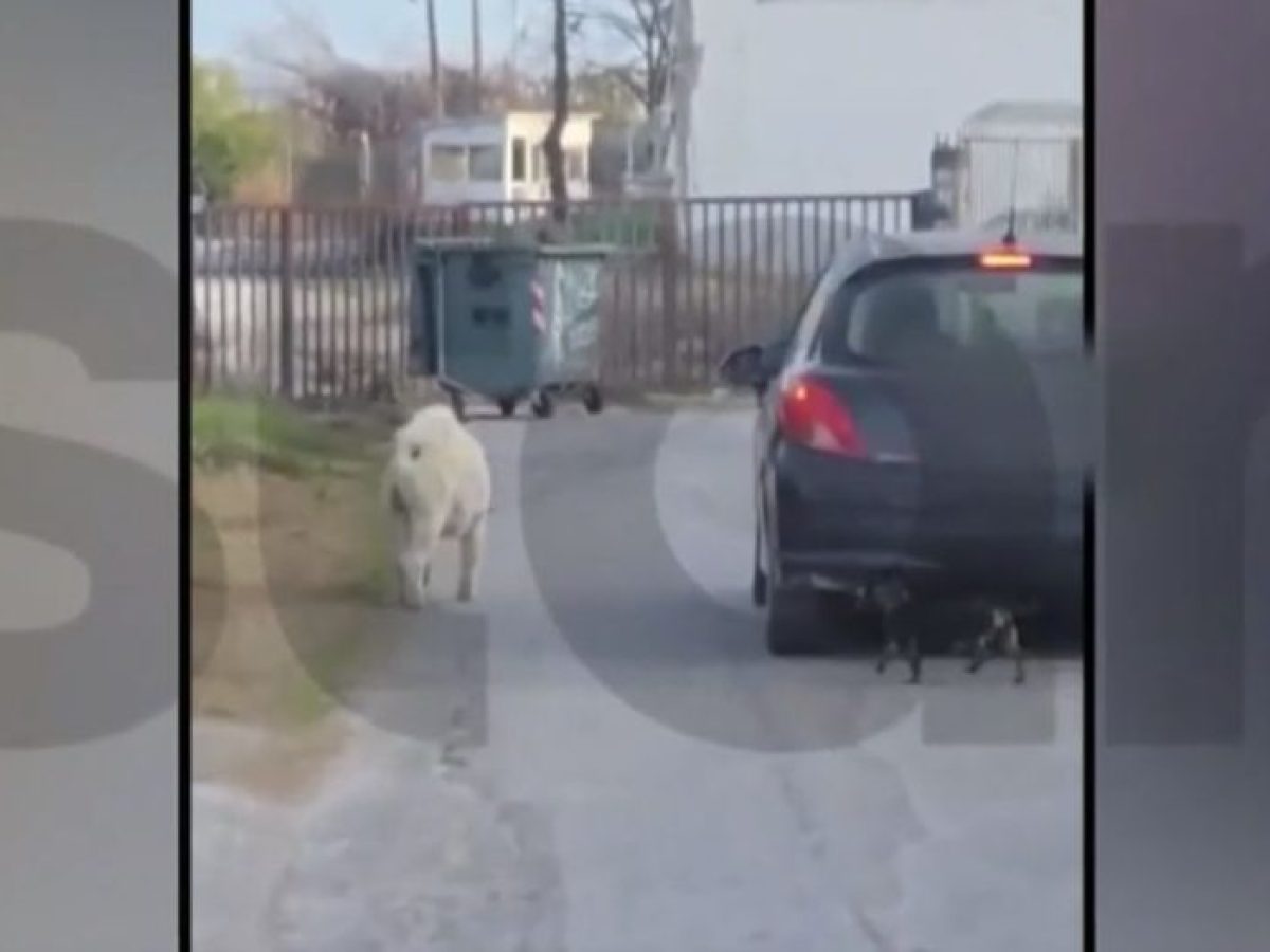 Θεσσαλονίκη: Καταδικάστηκε ο 67χρονος που κρατούσε με λουρί το σκύλο του ενώ οδηγούσε