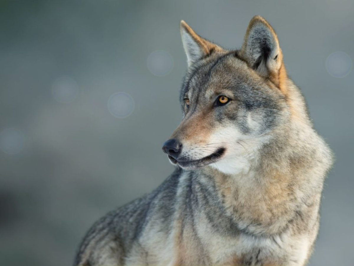 Θεσσαλονίκη: Λύκοι στην Πυλαία και το Πανόραμα