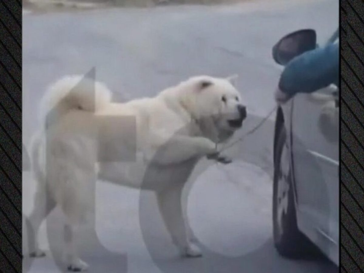 Θεσσαλονίκη: «Τον πάω βόλτα», είπε ο 67χρονος που οδηγούσε και κρατούσε σκύλο από λουρί (VIDEO)