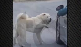 thessaloniki-ton-pao-volta-ipe