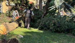 thiellodis-anemi-prokalesan-mikrozimies-sto