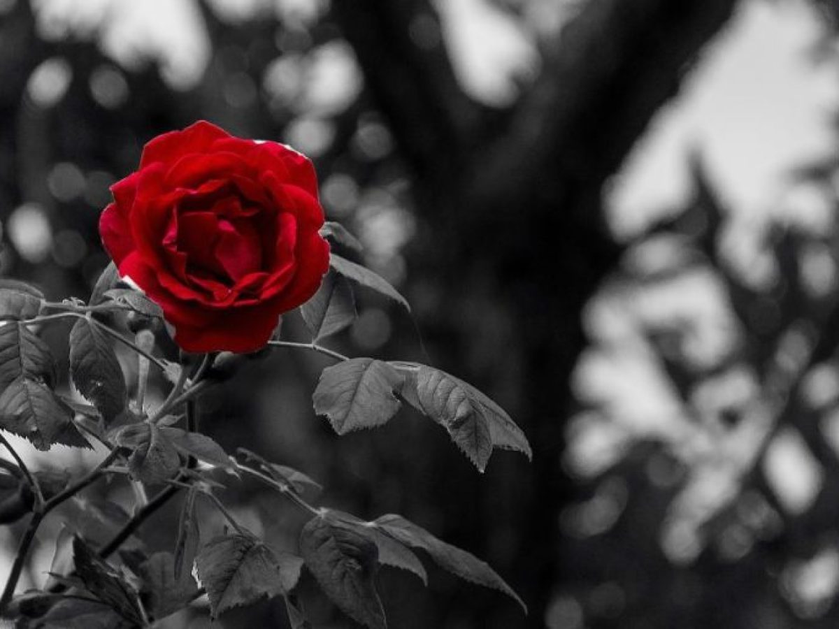 Θλίψη στο Ναύπλιο: Έφυγε από τη ζωή μια σημαντική μορφή της εκπαίδευσης