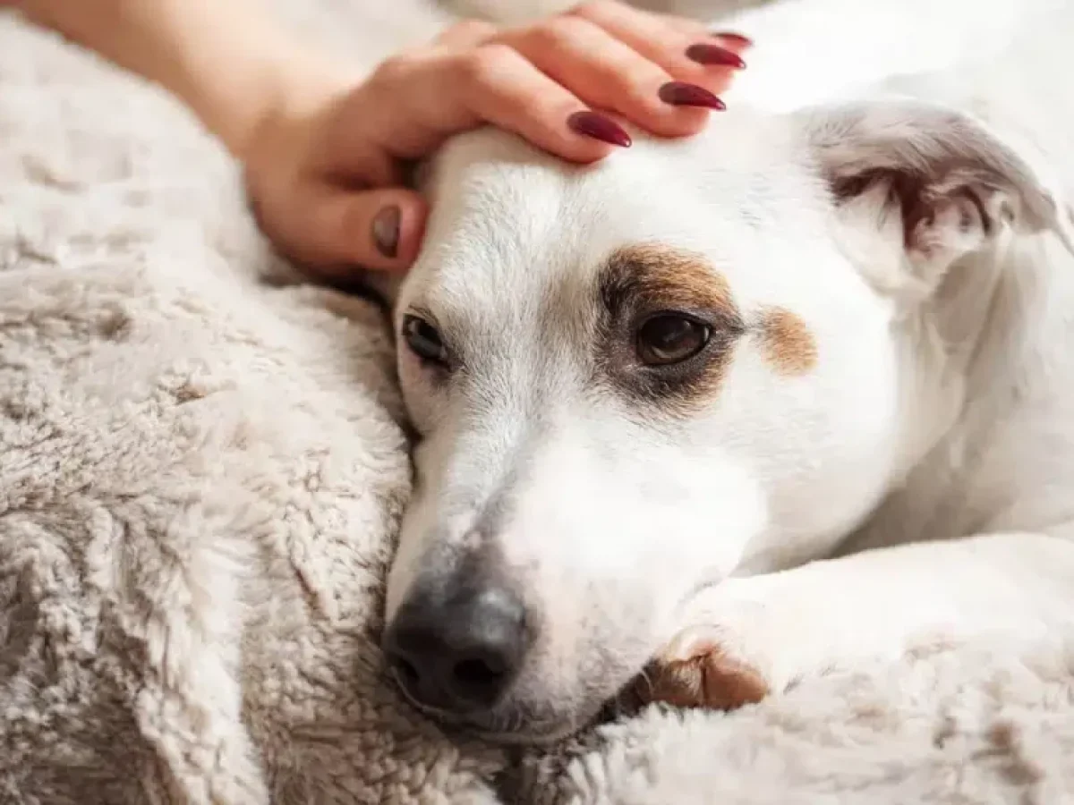 Τι σημαίνει όταν ο σκύλος μας ξαπλώνει πάνω μας – Τι κρύβεται πίσω από αυτή τη συμπεριφορά