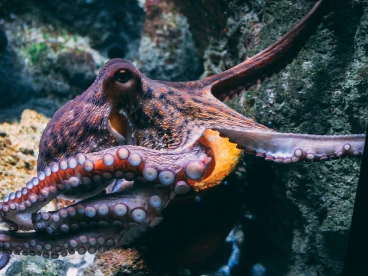 Το 2025 ήταν η «Χρονιά του Χταποδιού», λόγω ενός ασυνήθιστου ρεκόρ