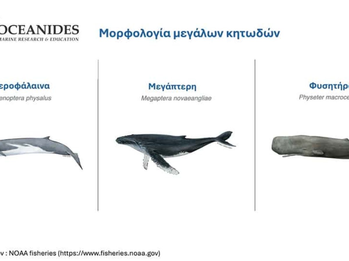 Το Ινστιτούτο Θαλάσσιας Έρευνας και Εκπαίδευσης “ΩΚΕΑΝΙΔΕΣ” για την σπάνια επίσκεψη Μεγάπτερης Φάλαινας στον κόλπο Αργινώντα Καλύμνου
