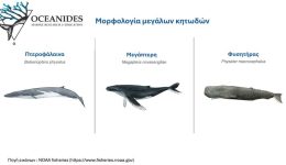 to-institouto-thalassias-erevnas-ke