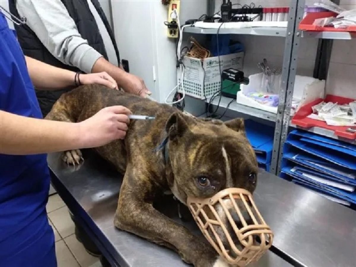 Το πόρισμα για τι πιτ μπουλ που σκότωσε το μικρό Λίο