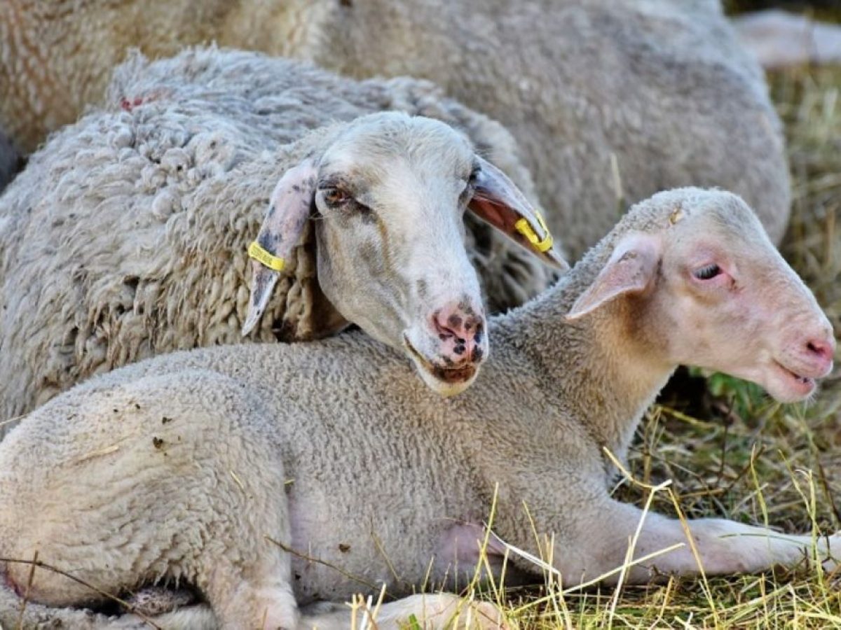Τραγωδία: Αυτοκτόνησε 52χρονος κτηνοτρόφος που είδε το κοπάδι του να θανατώνεται!