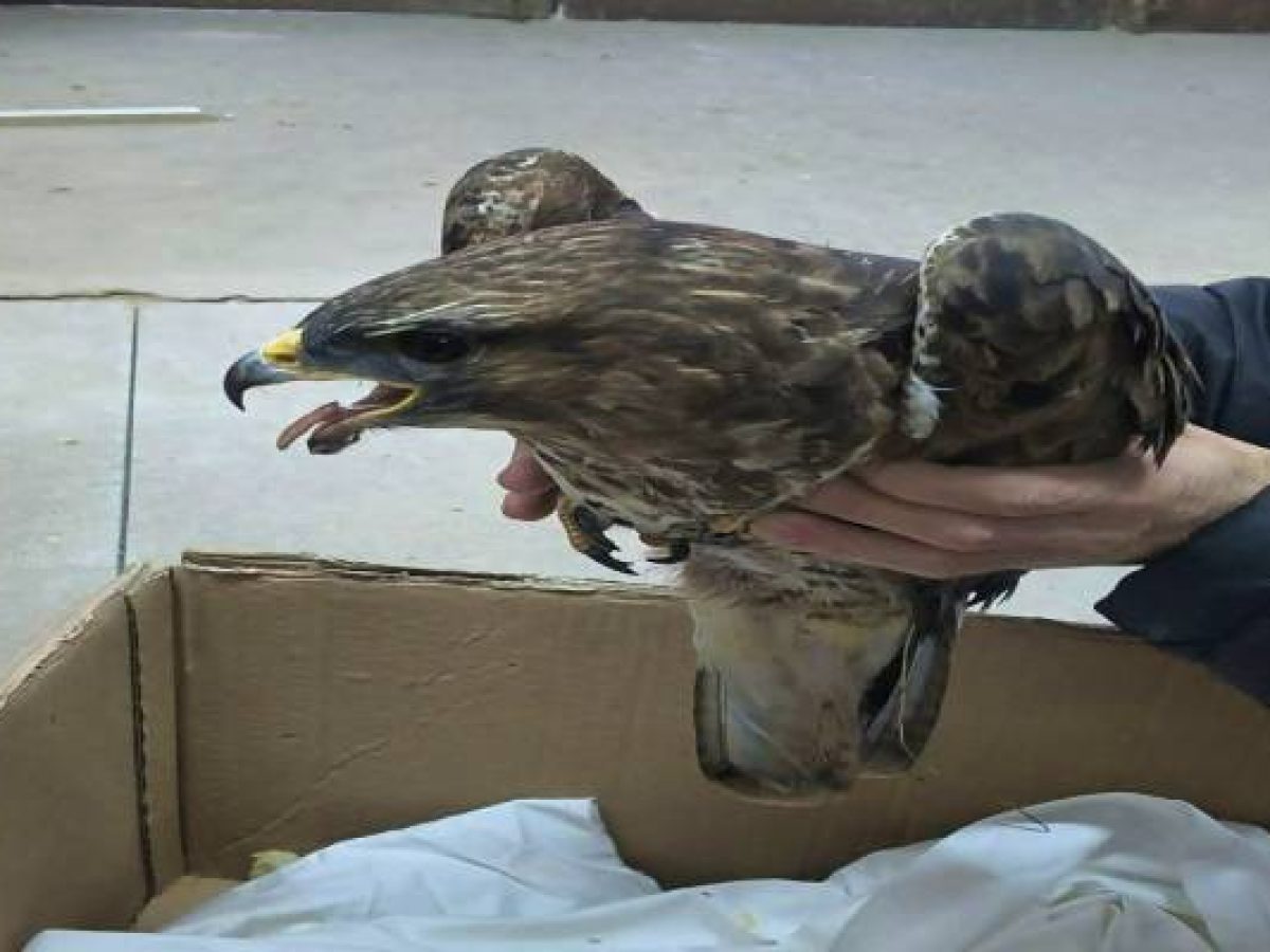 Τραυματισμένο γεράκι από πυροβολισμό βρέθηκε στην παραλία Εβγάτης