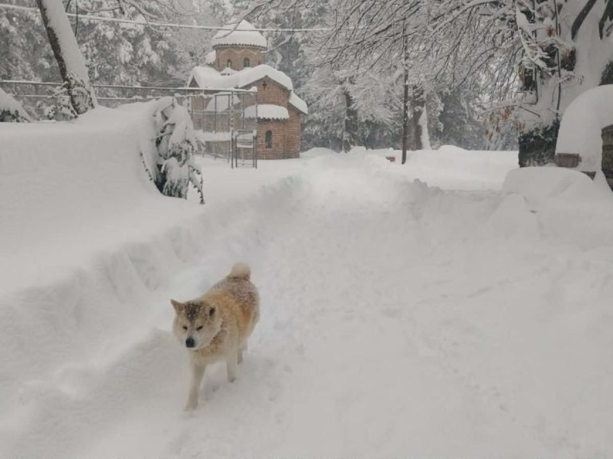 Τρίκαλα: Ξεπέρασε το μισό μέτρο το ύψος του χιονιού στα ορεινά