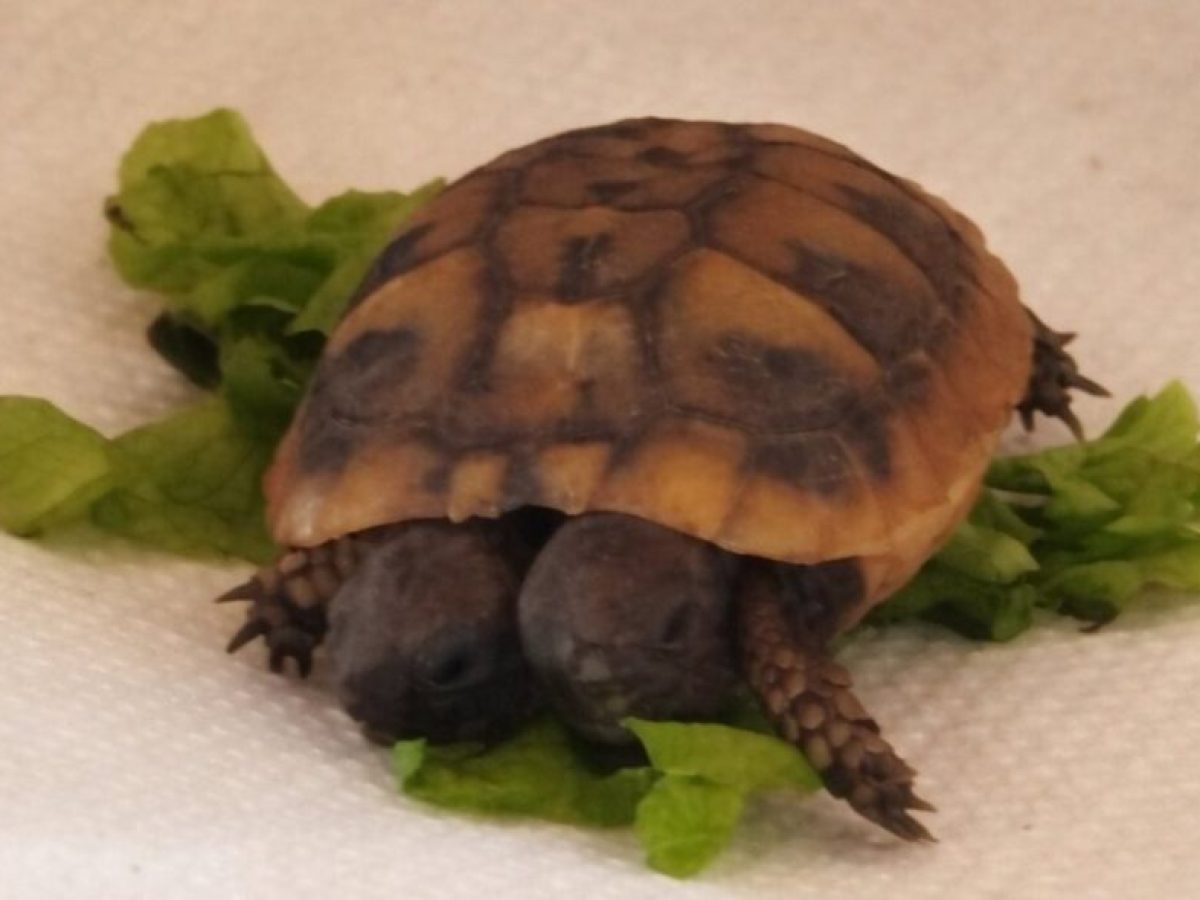 Βάλτος Αμφιλοχίας: Δικέφαλη… χελώνα από το Αγρίνιο στην Αθήνα και τον Σύλλογο Προστασίας και Περίθαλψης Άγριας Ζωής