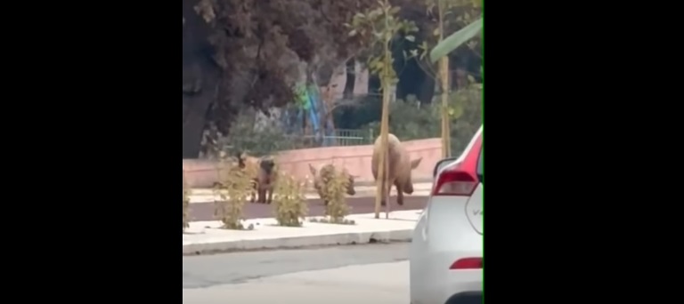 video-&ndash;-&Alpha;lexandroupoli-gourounakia-me