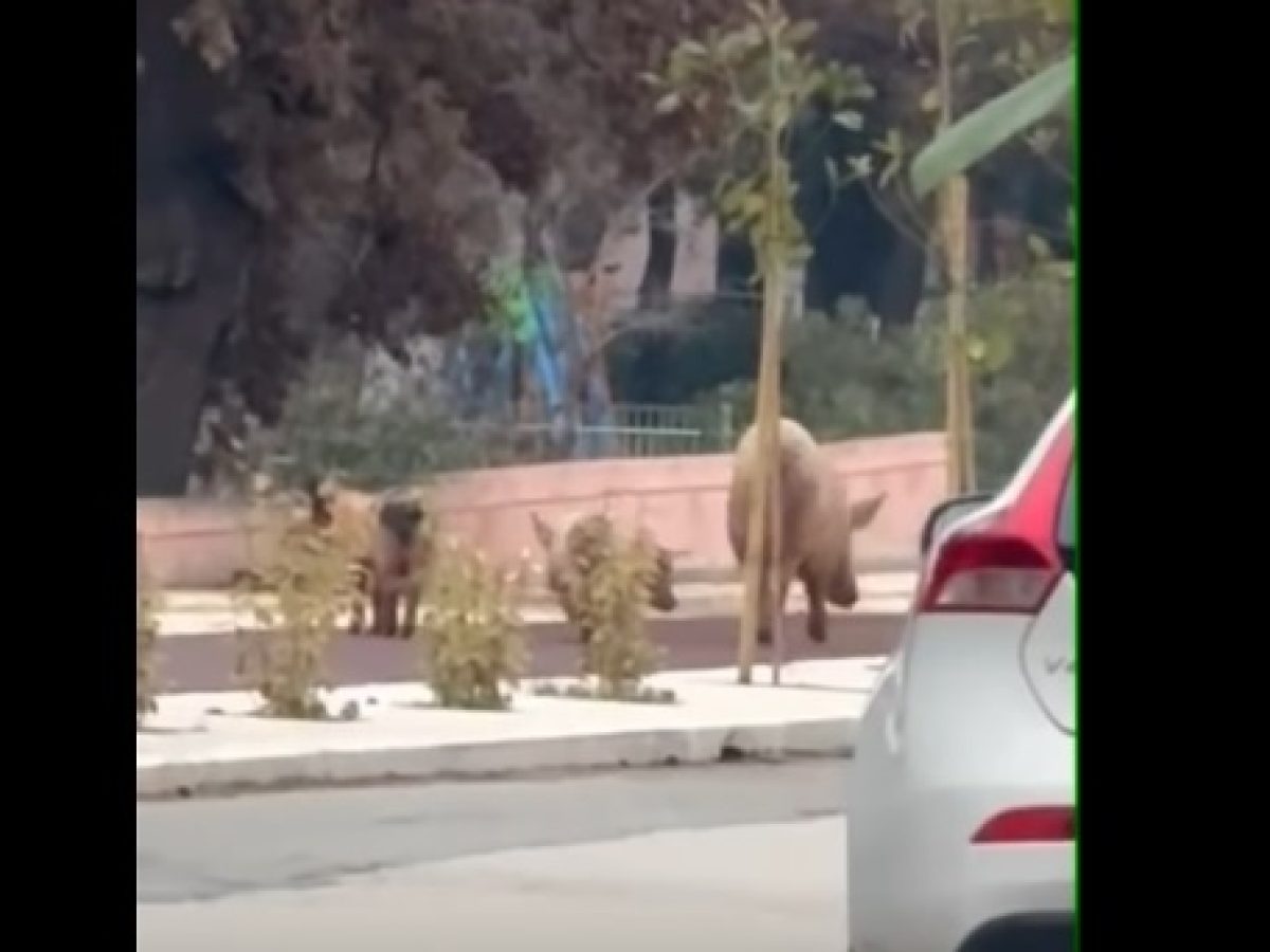  (video) – Αλεξανδρούπολη:  Γουρουνάκια με τη μαμά τους … σε πρωινή βόλτα στο κέντρο της πόλης